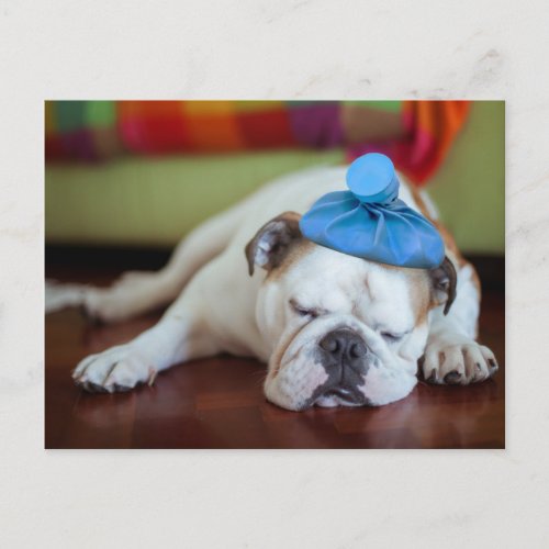 Getty Images  Sick Young Puppy Postcard