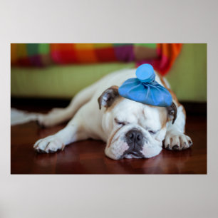 Getty Images Sick Young Puppy Poster