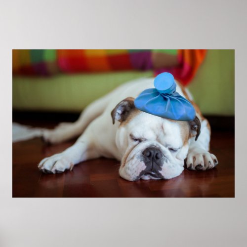 Getty Images  Sick Young Puppy Poster
