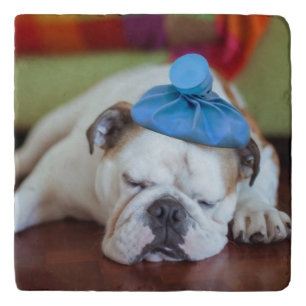 Getty Images Sick Young Puppy Trivet