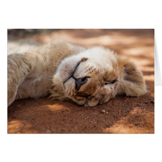 Getty Images | Sleeping Lion Cub Cards (Front Horizontal)