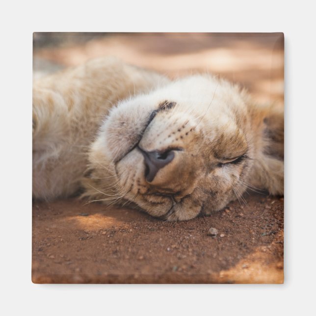 Getty Images | Sleeping Lion Cub Magnet (Front)