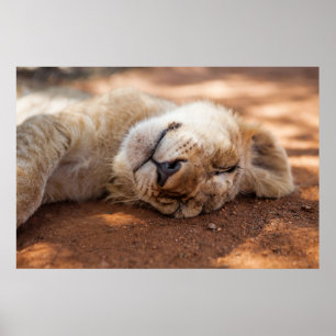 Getty Images Sleeping Lion Cub Poster