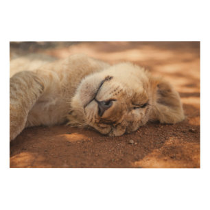Getty Images Sleeping Lion Cub Wood Wall Art