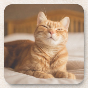 Getty Images Sleepy Cat Beverage Coaster