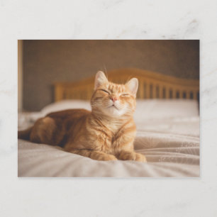 Getty Images Sleepy Cat Postcard