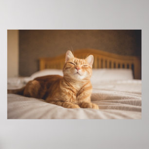 Getty Images Sleepy Cat Poster