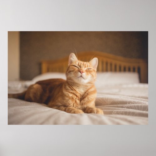 Getty Images  Sleepy Cat Poster