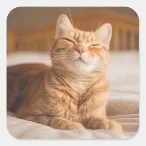 Getty Images  Sleepy Cat Square Sticker