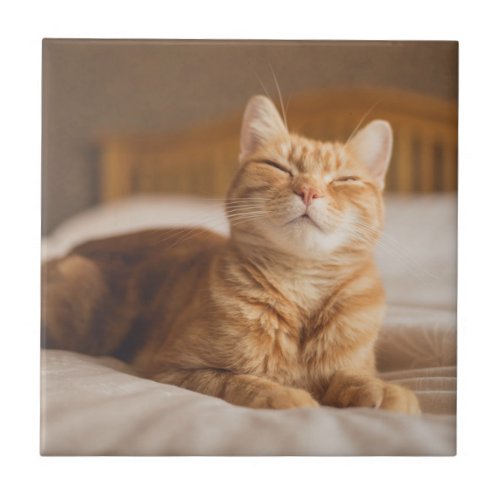 Getty Images  Sleepy Cat Tile