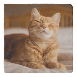 Getty Images   Sleepy Cat Trivet