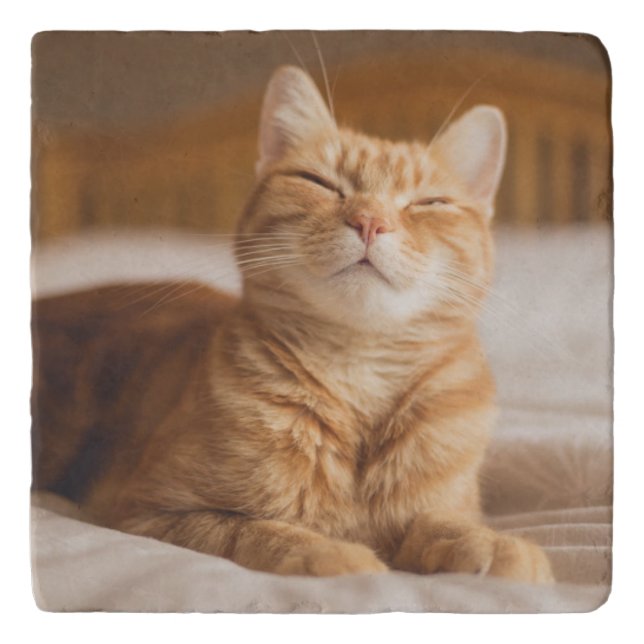 Getty Images | Sleepy Cat Trivet (Front)