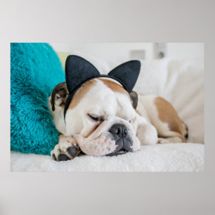 Getty Images Sleepy Dog with Cat Headband Poster