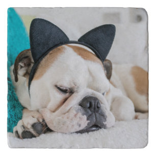 Getty Images   Sleepy Dog with Cat Headband Trivet