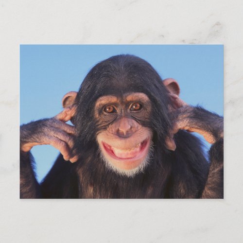Getty Images  Smiling Chimpanzee Postcard