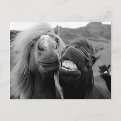 Getty Images  Smiling Horses Postcard