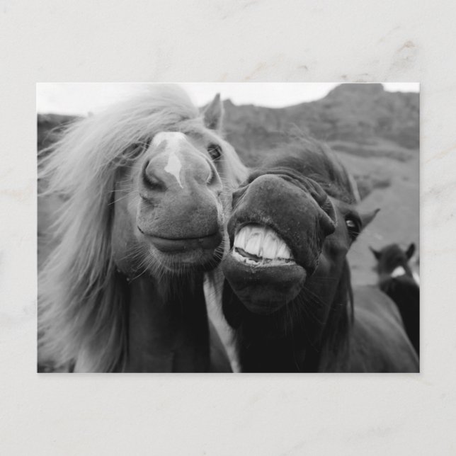 Getty Images | Smiling Horses Postcard (Front)