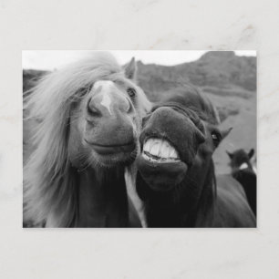 Getty Images Smiling Horses Postcard
