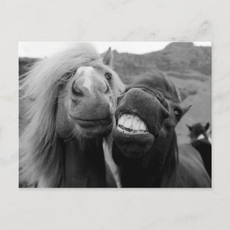 Getty Images | Smiling Horses Postcard
