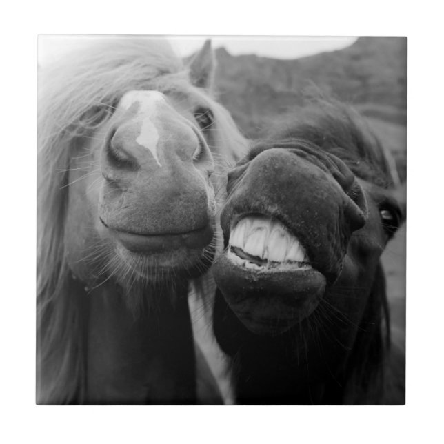 Getty Images | Smiling Horses Tile (Front)