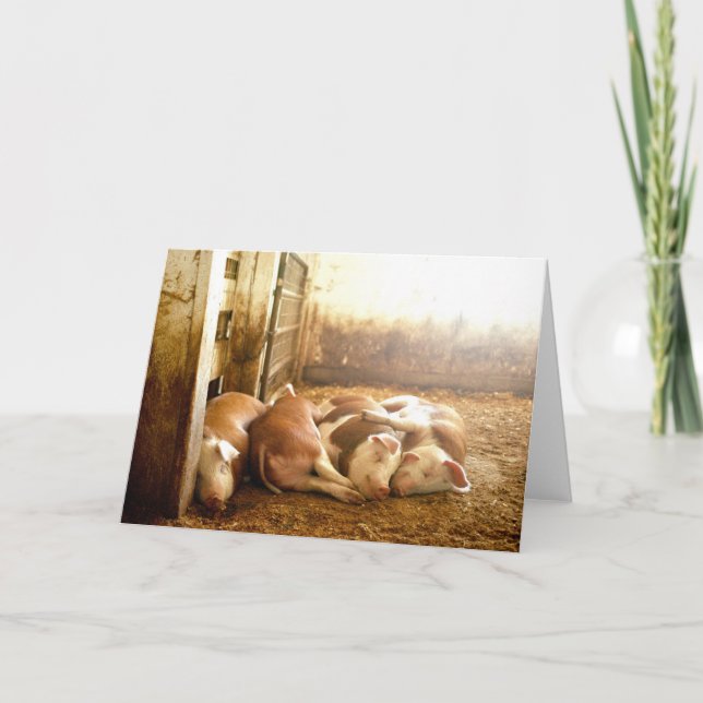 Getty Images | Snuggling Pigs Card (Front)