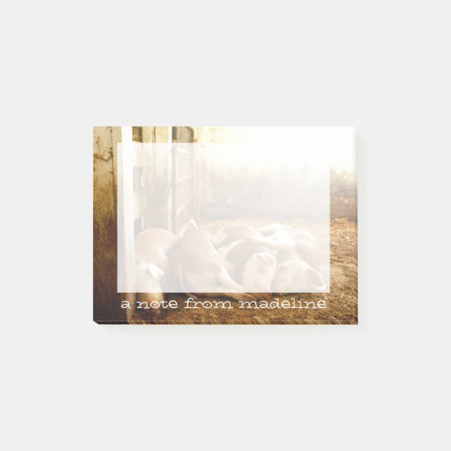 Getty Images | Snuggling Pigs Post-it Notes (Front)