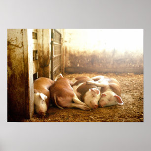 Getty Images Snuggling Pigs Poster