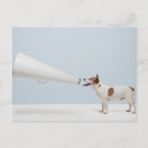 Getty Images  Speaking Dog Postcard