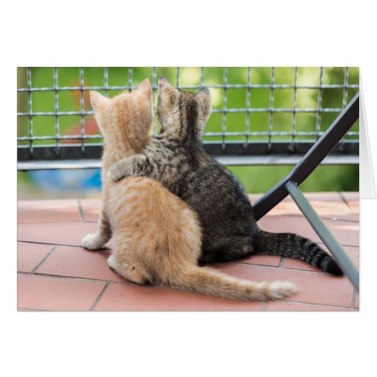Getty Images | Two Kittens on a Balcony Cards (Front Horizontal)