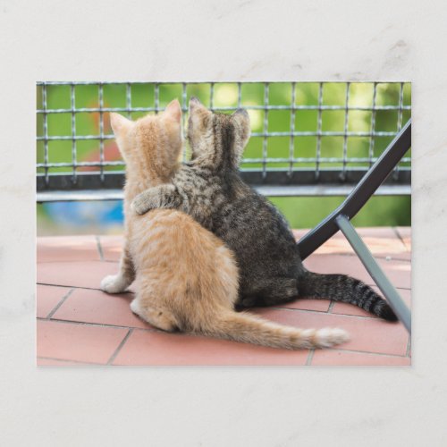 Getty Images  Two Kittens on a Balcony Postcard