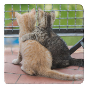 Getty Images Two Kittens on a Balcony Trivet