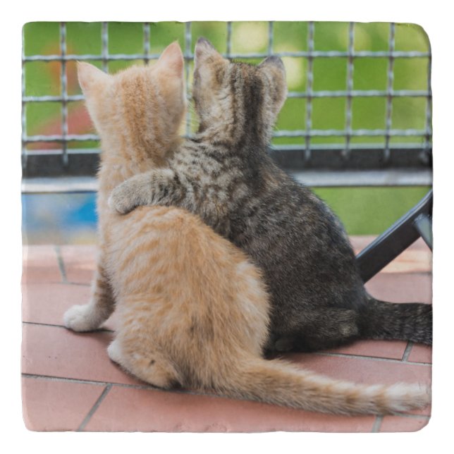 Getty Images | Two Kittens on a Balcony Trivet (Front)