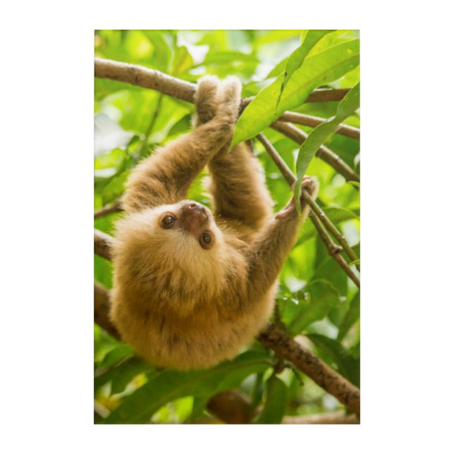 Getty Images | Upside Down Sloth Acrylic Print (Front)