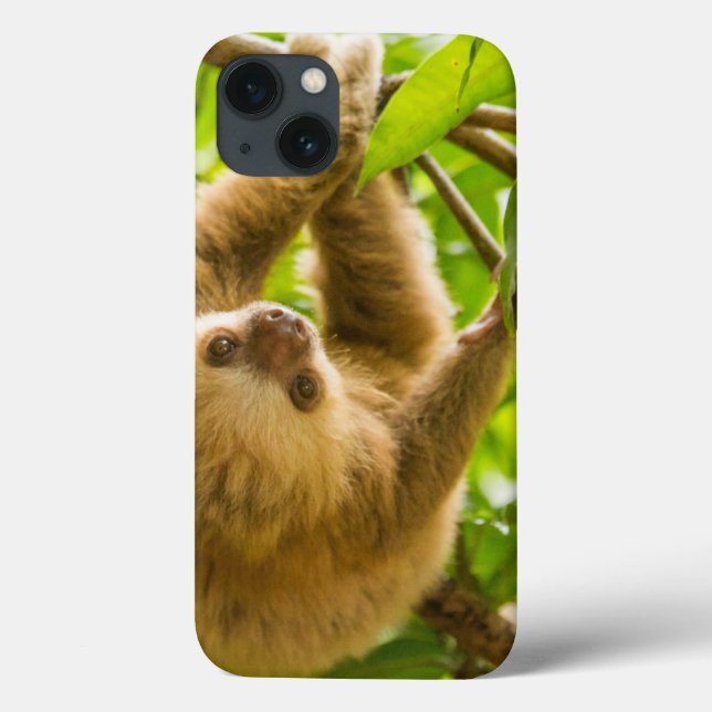 Getty Images | Upside Down Sloth Case-Mate iPhone Case (Back)