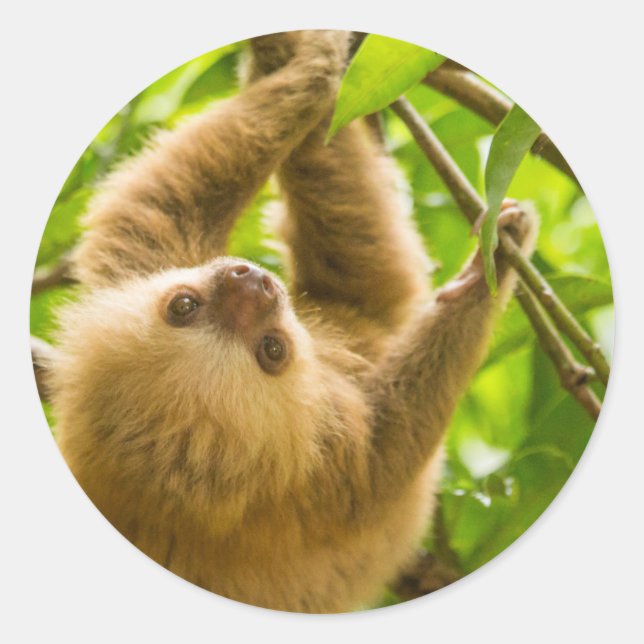 Getty Images | Upside Down Sloth Classic Round Sticker (Front)