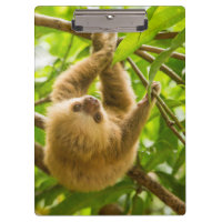 Getty Images | Upside Down Sloth Clipboard