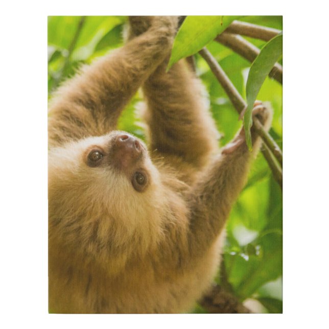 Getty Images | Upside Down Sloth Faux Canvas Print (Front)