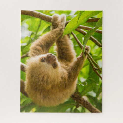 Getty Images  Upside Down Sloth Jigsaw Puzzle