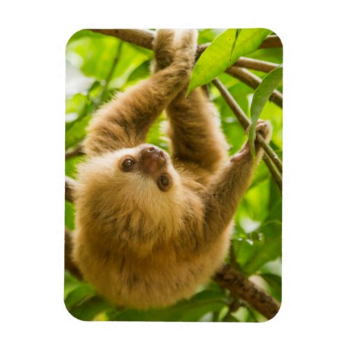 Getty Images  Upside Down Sloth Magnet