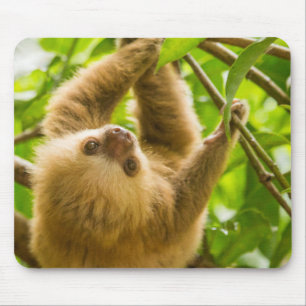 Getty Images Upside Down Sloth Mouse Pad
