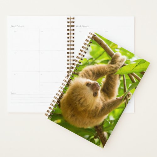 Getty Images  Upside Down Sloth Planner