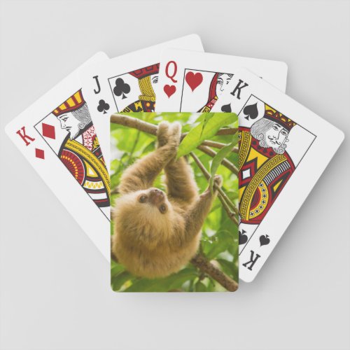 Getty Images  Upside Down Sloth Playing Cards