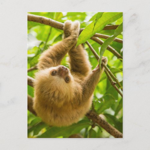 Getty Images  Upside Down Sloth Postcard