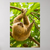 Getty Images | Upside Down Sloth
