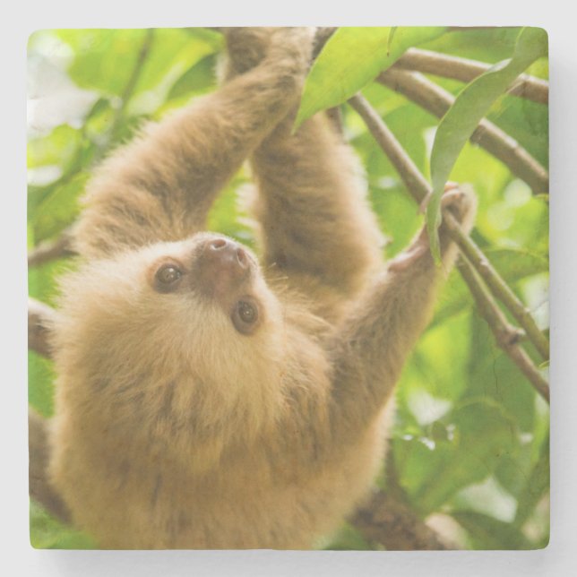 Getty Images | Upside Down Sloth Stone Coaster (Front)