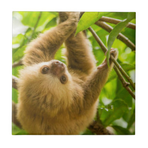 Getty Images Upside Down Sloth Tile