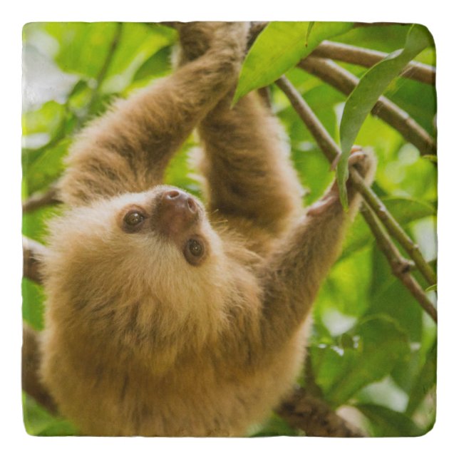 Getty Images | Upside Down Sloth Trivet (Front)
