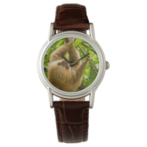 Getty Images  Upside Down Sloth Watch