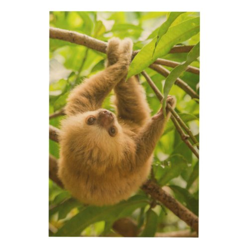 Getty Images  Upside Down Sloth Wood Wall Art