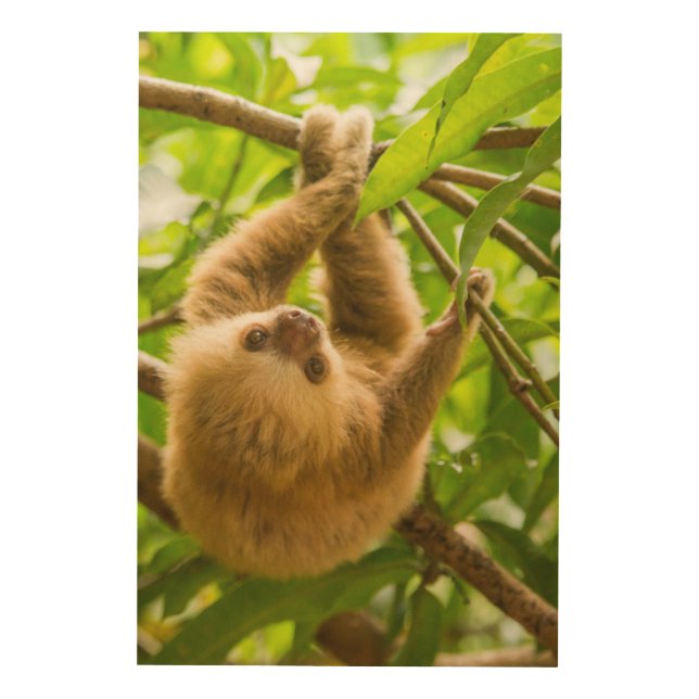 Getty Images | Upside Down Sloth Wood Wall Art (Front)